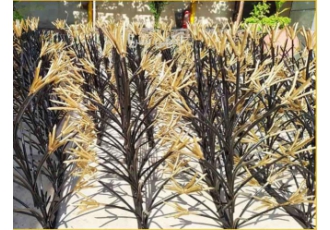 تولید و فروش انواع ایمن ترین حفاظ روی دیوار ویلا تولید و فروش انواع ایمن ترین حفاظ روی دیوار ویلا