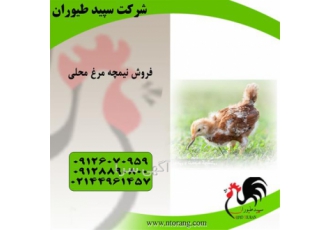 فروش نیمچه گلپایگانی دو ماهه ، قیمت نیمچه مرغ