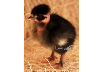 فروش جوجه یک روزه گردن لخت فروش جوجه یک روزه گردن لخت