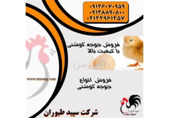 فروش جوجه گوشتی 1 روزه، قیمت جوجه گوشتی - طیور