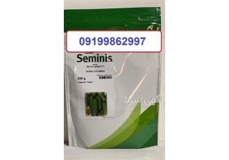 بذر خیار با بوته قوی مقاوم در برابر بیماری و آفات بذر خیار با بوته قوی مقاوم در برابر بیماری و آفات