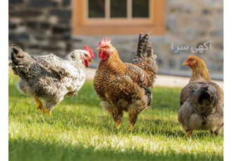 خرید مرغ بومی با کیفیت و قیمت مناسب خرید مرغ بومی با کیفیت و قیمت مناسب