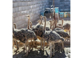 جوجه شترمرغ یک ماهه جوجه شترمرغ یک ماهه