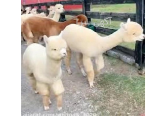 آموزش پرورش لاما حضوری و غیر حضوری آموزش پرورش لاما حضوری و غیر حضوری