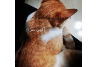 آموزش تزریقات، رگ گیری، تزریق و سرم تراپی پت آموزش تزریقات، رگ گیری، تزریق و سرم تراپی پت