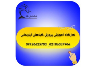 پرورش گیاهان آپارتمانی جامع و کامل در تهران گیاهان تزئینی به راحتی