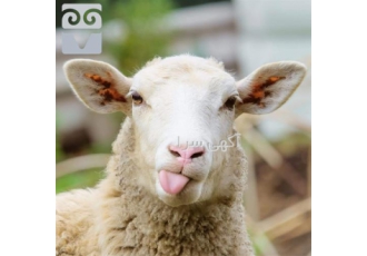 کلاس پروارکردن بره و فروش فراساحل نگار کلاس پروارکردن بره و فروش فراساحل نگار