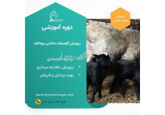 آموزش پرورش گوسفند رومانف بصورت تجاری آموزش پرورش گوسفند رومانف بصورت تجاری