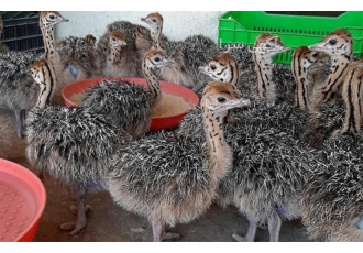 فروش جوجه شترمرغ در همه سنین فروش جوجه شترمرغ در همه سنین