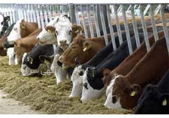 دوره آموزش پرورش گاو و گوساله با اعطای مدرک دوره آموزش پرورش گاو و گوساله با اعطای مدرک