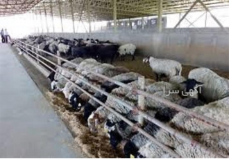 آموزش پرورش و پرواربندی گوسفند همراه با بازدید آموزش پرورش و پرواربندی گوسفند همراه با بازدید