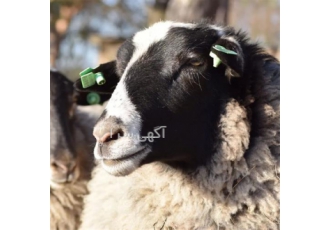 دوره آموزشی پرورش گوسفند رومانف روسی دوره آموزشی پرورش گوسفند رومانف روسی
