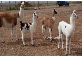 دوره آموزش و پرورش لاما به صورت حضوری و غیر حضوری دوره آموزش و پرورش لاما به صورت حضوری و غیر حضوری