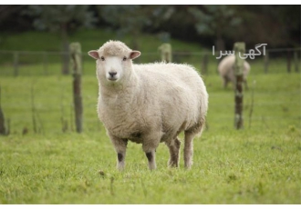 آموزش پرورش و پرواربندی گوسفند ، همراه با بازدید آموزش پرورش و پرواربندی گوسفند ، همراه با بازدید