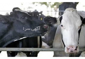 دوره آموزش پرورش گاو شیری با اعطای مدرک دوره آموزش پرورش گاو شیری با اعطای مدرک