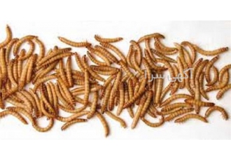 آموزش پرورش کرم میل ورم همراه با اعطای مدرک آموزش پرورش کرم میل ورم همراه با اعطای مدرک