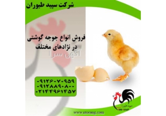 جوجه گوشتی راس برند - فروش جوجه مرغ گوشتی - طیور