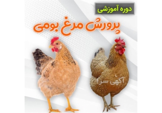 دوره آموزشی پرورش مرغ بومی گوشتی دوره آموزشی پرورش مرغ بومی گوشتی