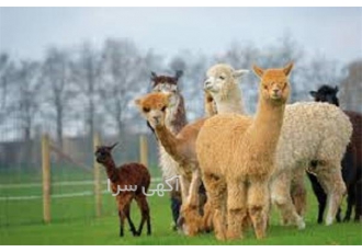 دوره آموزش پرورش لاما غیر حضوری دوره آموزش پرورش لاما غیر حضوری