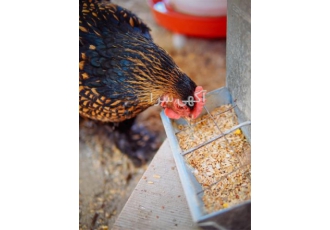 خرید دان مرغی با کیفیت و تولید روز خرید دان مرغی با کیفیت و تولید روز