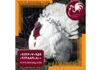 دوره آموزش پرورش بوقلمون - طیور دوره آموزش پرورش بوقلمون - طیور