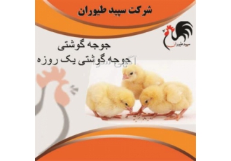 فروش جوجه یک روزه- مرغ گوشتی در سراسر کشور - طیور