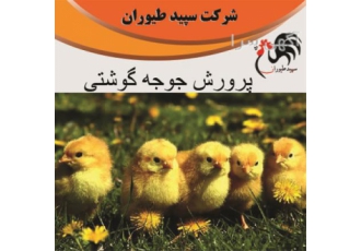 پرورش جوجه بومی و گوشتی و محلی طیور در تهران پرورش جوجه بومی و گوشتی