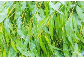 تولید تخصصی انواع عرقیات درمانی جهت طیور در کشور تولید تخصصی انواع عرقیات درمانی جهت طیور در کشور