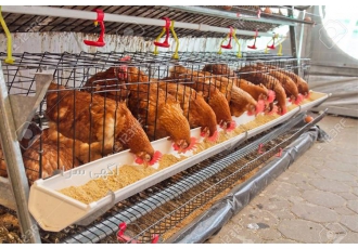 مرغ بومی مرغ بومی