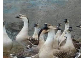 دوره آموزش پرورش قوغاز دوره آموزش پرورش قوغاز