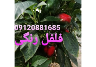 گلخانه فلفل دلمه رنگی