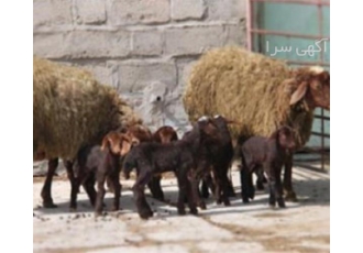 فروش گوسفند زنده ارگانیگ فروش گوسفند زنده ارگانیگ