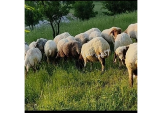 خرید گوسفند زنده ارگانیک با کیفیت عالی خرید گوسفند زنده ارگانیک با کیفیت عالی