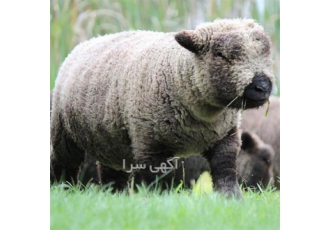 فروش گوسفند شال ، افشاری ، رومانوف و تک سل فروش گوسفند شال ، افشاری ، رومانوف و تک سل