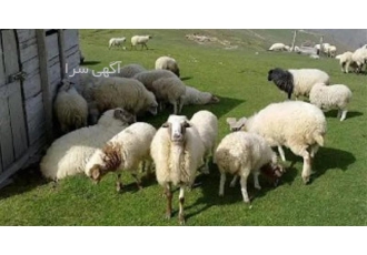 فروش گوسفند زنده به همراه ارسال رایگان فروش گوسفند زنده به همراه ارسال رایگان