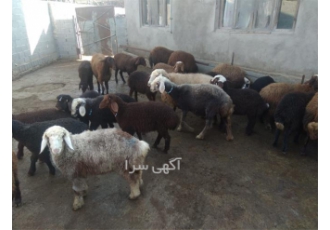 فروش برههای افشار با کیفیت عالی فروش برههای افشار با کیفیت عالی