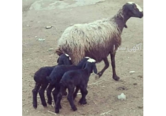 فروش بره زنده - فروش گوسفند شال صد در صد خلوص فروش بره زنده - فروش گوسفند شال صد در صد خلوص