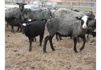 فروش عیدانه گوسفند فروش عیدانه گوسفند