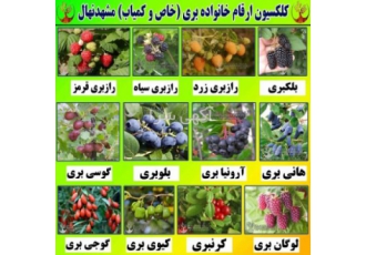 فروش ارقام مختلف نهال میوه و انگور فروش ارقام مختلف نهال میوه و انگور