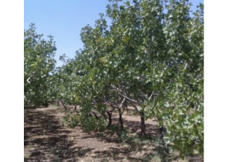 باغ زیر قیمت فروشی باغ زیر قیمت فروشی