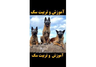 مربی سگ آموزش سگ تربیت سگ پانسیون سگ مربی سگ آموزش سگ تربیت سگ پانسیون سگ