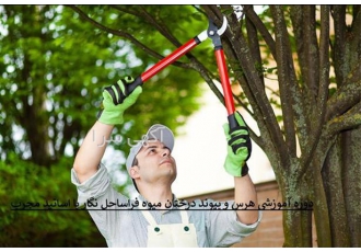 آموزش هرس درختان، تکنیکهای ضروری برای باغداران آموزش هرس درختان، تکنیکهای ضروری برای باغداران