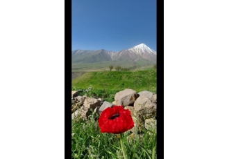 مزروعی باغ مزروعی باغ