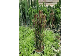 گل خانه گل خانه