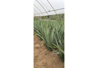 🌱 فروش عمده آلوئه ورا: برگ، پاجوش، گیاه مادری و ژل ارگانیک 🌱 فروش عمده آلوئه ورا: برگ، پاجوش، گیاه مادری و ژل ارگانیک